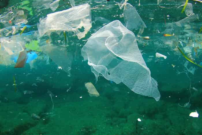 These are the plastic items that most kill whales, dolphins, turtles and seabirds