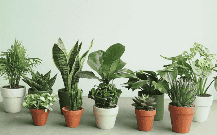 10+ Gợi Ý Quà Tặng Quảng Cáo Siêu Tiết Kiệm 11 Cây để bàn - Gợi ý quà tặng quảng cáo giá rẻ
