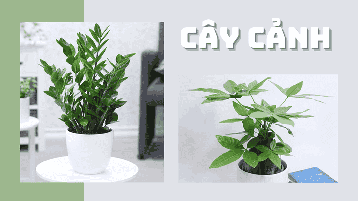 Quà tặng cây cảnh