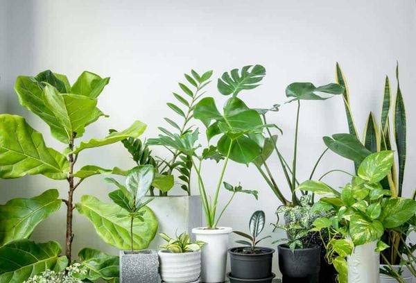 10+ Gợi Ý Quà Tặng Doanh Nghiệp Thu Hút Và Ấn Tượng 3 Gợi ý quà tặng doanh nghiệp là cây xanh