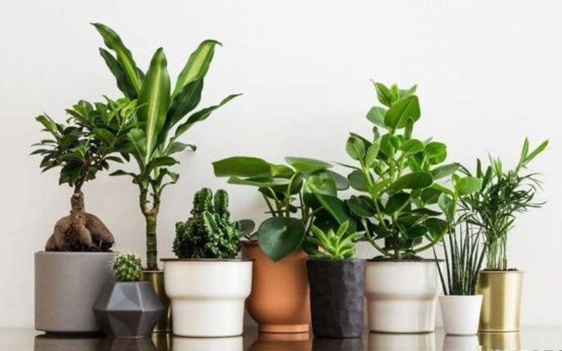 Quà tặng đối tác - Cây cảnh