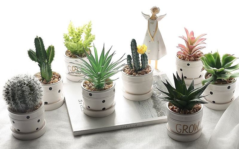 Gợi Ý Quà Tặng Khách Hàng Mới Lạ Độc Đáo 3 Chậu cây cảnh nhỏ - quà tặng khách hàng độc đáo