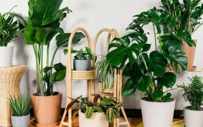Bí Quyết Tạo Ấn Tượng Sâu Sắc Với Quà Tặng Khách Hàng 4 Quà tặng khách hàng cây phong thủy