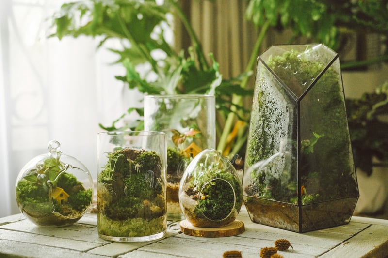Top 10 Quà Doanh Nghiệp Bảo Vệ Môi Trường Năm 2024 5 Terrarium - Không chỉ mang đến sự sức sống, còn mang lại may mắn theo phong thuỷ