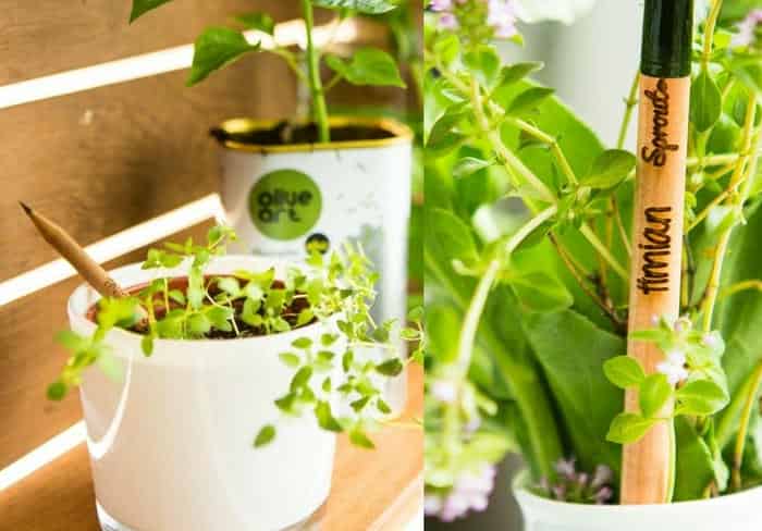 10+ Gợi Ý Quà Tặng Quảng Cáo Siêu Tiết Kiệm 9 Bút chì hạt giống - Gợi ý quà tặng quảng cáo giá rẻ